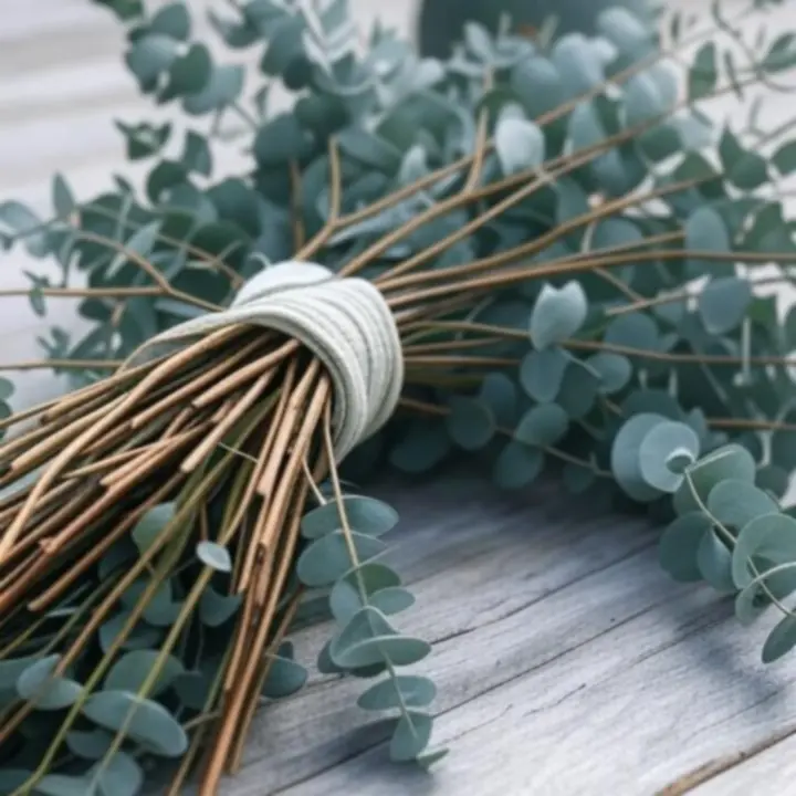 Tekstura liści eukaliptusa